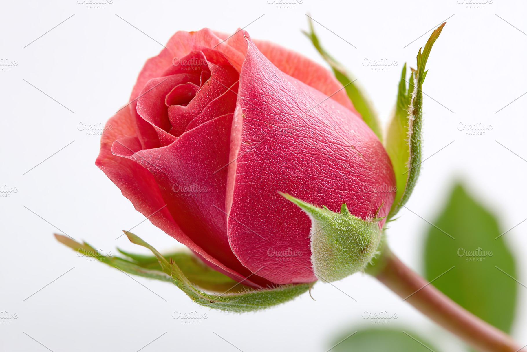 Elegantly blooming red rosebud showcasing delicate petals and vibrant color in, a Nature Photo by AlyaAnd