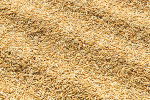 Drying paddy with sunlight