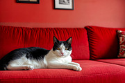 Cats On Red Sofa, an Animal Illustration by StockVerse Creative (Thumbnail 2 of 4)