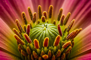 Macro close-up of a flower center wi, a Nature Photo by professorinc