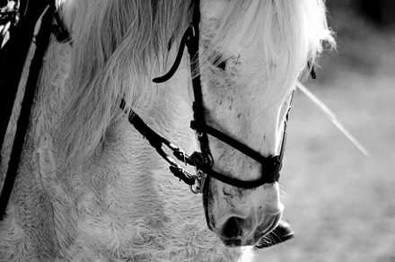 portrait of a riding horse, an Animal Photo by Perpis