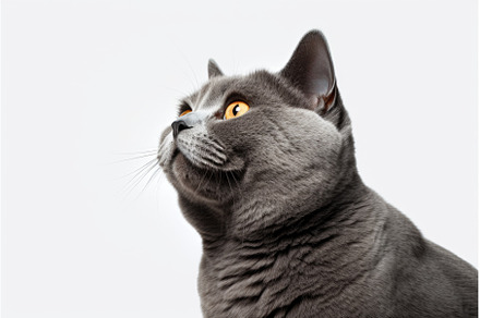 A gray cat with orange eyes looking, an Animal Photo by tilialucida