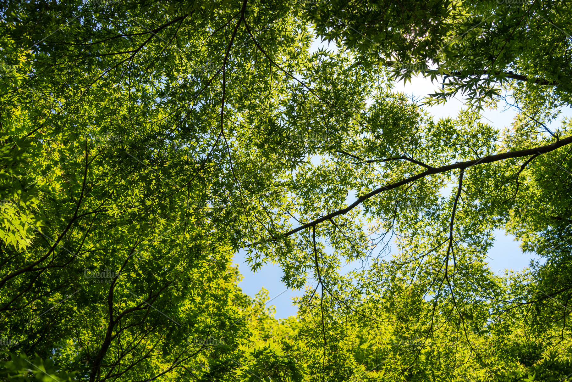 Maple canopy in Kenroku-en Garden near Kanazawa Castle, Japan, a Nature Photo by GoodGoods