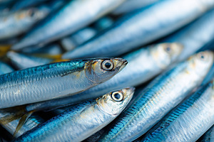 Fresh raw atlantic mackerel with, a Food & Drink Photo by MistyDay