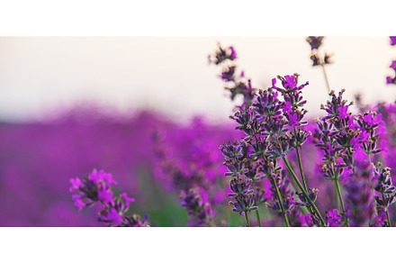 Blooming lavender in the garden, a Nature Photo by yanadjana