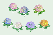 Flowers Illustration Bundle, a Decorative Illustration by Schumacher Shop (Thumbnail 10 of 18)