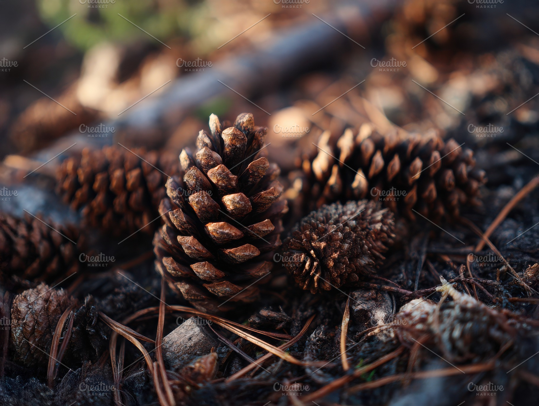 Pine Needles on Forest Floor, a Nature Photo by Virgo Studio