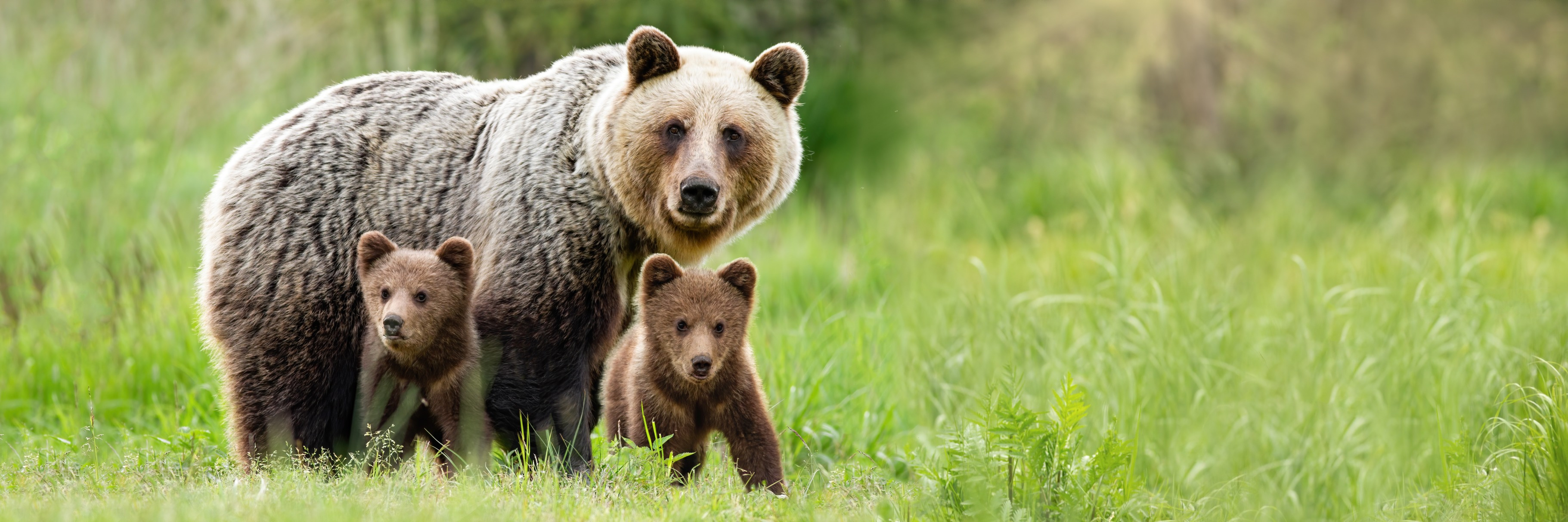 Brown bear mother with two cubs on, an Animal Photo by WildMedia