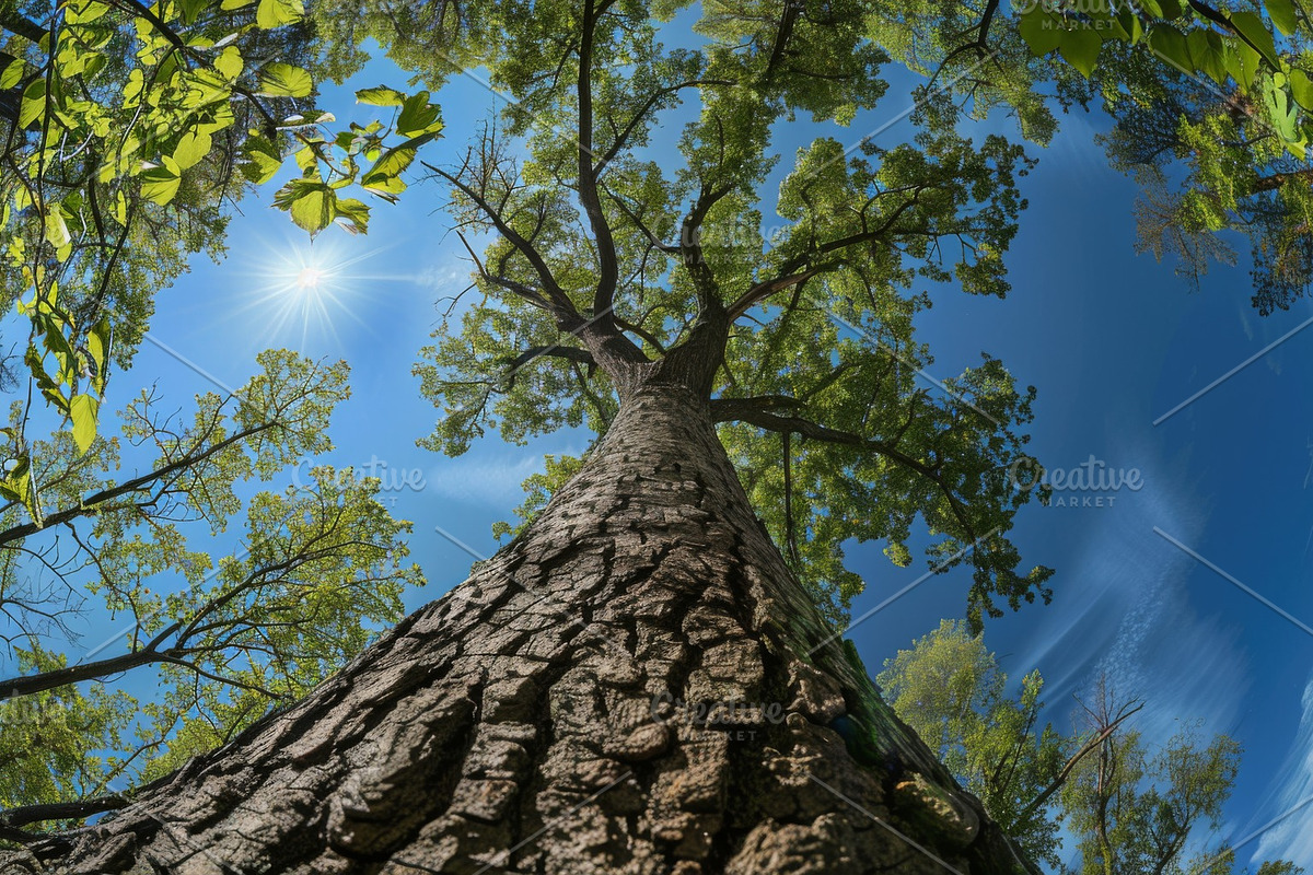 98 Trees view from below, a Nature Photo by Handmadefont (Photo 9 of 98)