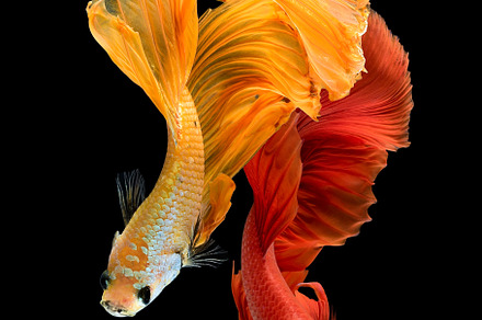 Betta fish or Siamese fighting