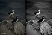 15 Leica Lightroom Presets, a Preset Add-On by Lavinsky Art Store (Thumbnail 10 of 16)