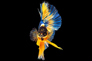 Movement beautiful of colorful siame