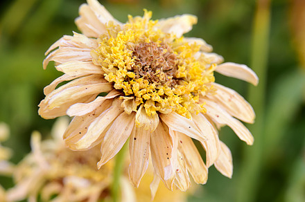 Dry daisy flower macro containing closeup, decoration, and nobody