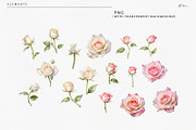 Roses - watercolor flowers, an Object Illustration by ollalya (Thumbnail 8 of 8)