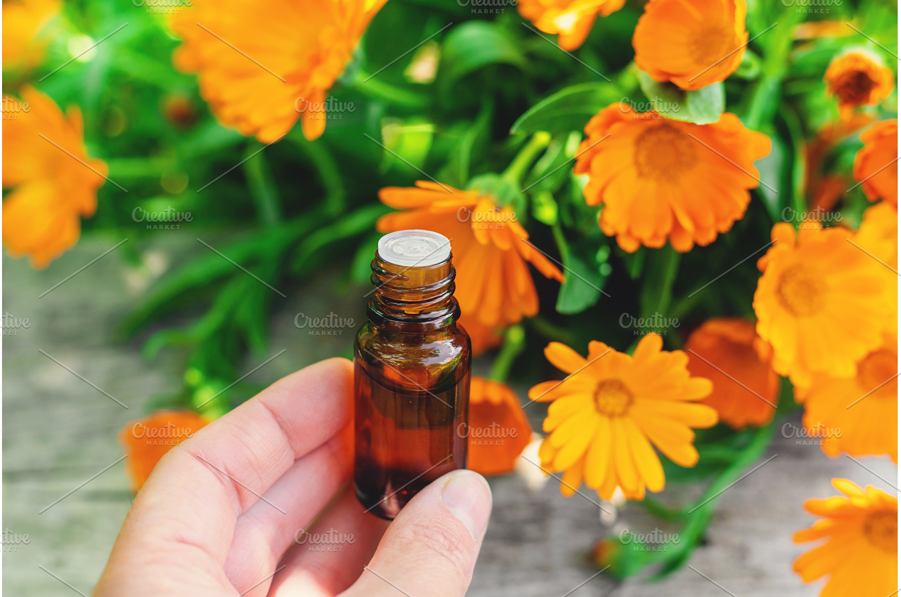 medicinal plant calendula homeopathy, a Beauty & Fashion Photo by yanadjana