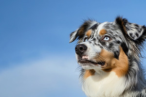 Australian shepherd dog with piercing blue eyes and merle coat g, an Animal Photo by José Manuel Gelpi