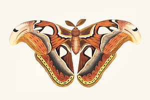 Hand Drawn Of Atlas Moth