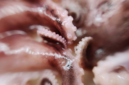 Octopus feeler seafood macro photo