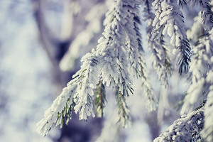 Winter snow enveloped.