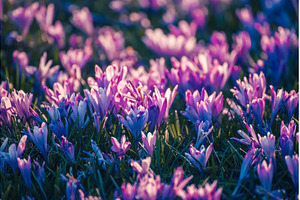 Spring crocus flowers in the green