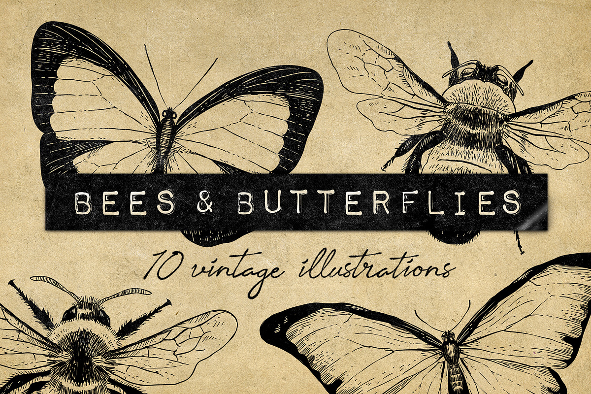Vintage Bee Butterfly Illustrations, an Icon by Hatch Design Workshop (Photo 8 of 8)