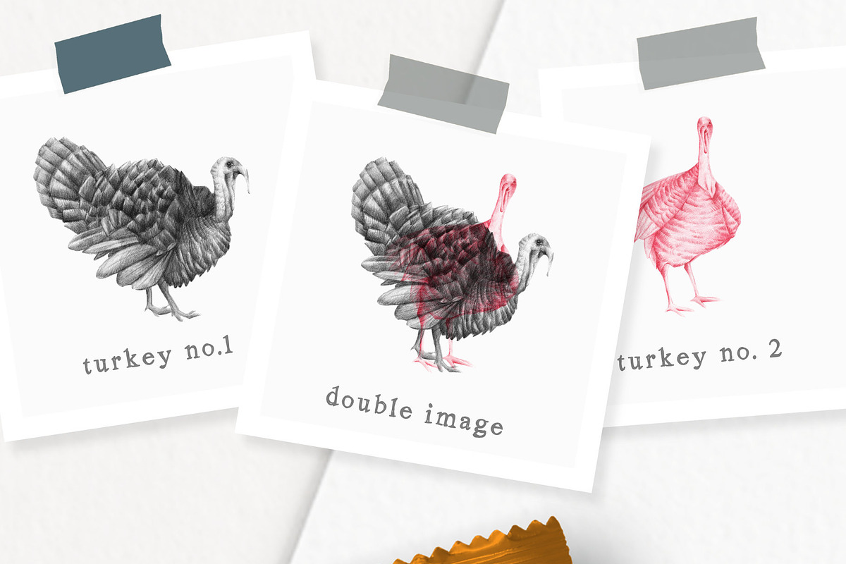Hand drawn Turkeys Illustrations, an Animal Illustration by Greek fonts by nantia.co (Photo 2 of 6)
