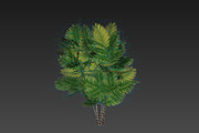 Pinanga coronata, an Environmental 3D Model by AndrewWhite (Thumbnail 3 of 25)