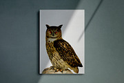 Vintage owl illustrations, an Animal Illustration by Natalka Dmitrova art (Thumbnail 5 of 7)