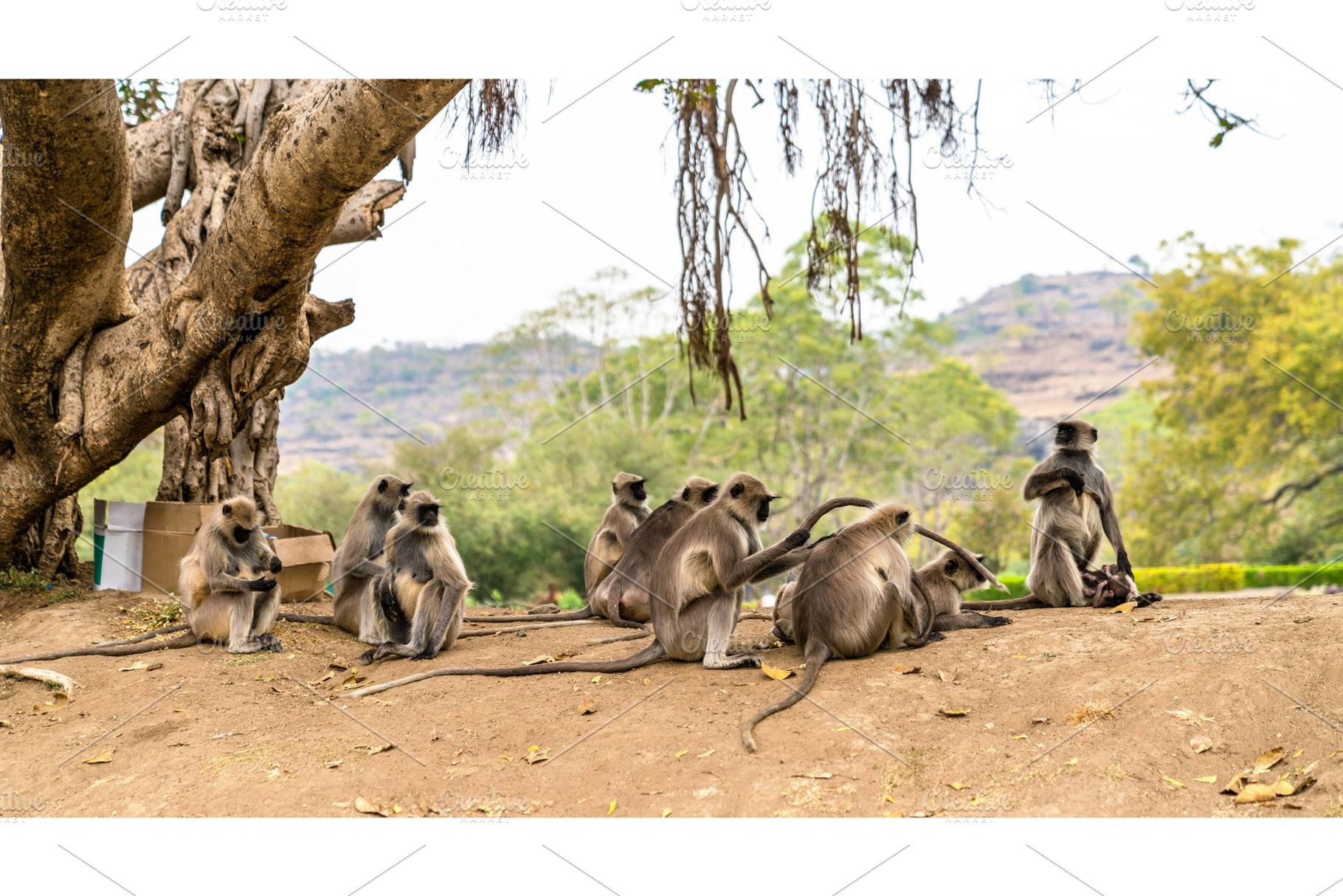 Gray langur monkeys at Ellora Caves in India, an Animal Photo by Leonid Andronov