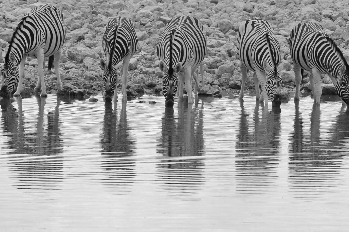 Zebra - Reflection of Lines, an Animal Photo by Wildlife Wonder (Photo 2 of 2)
