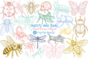 Hand Drawn Insects and Bugs Clipart, an Illustration by Dream Creation
