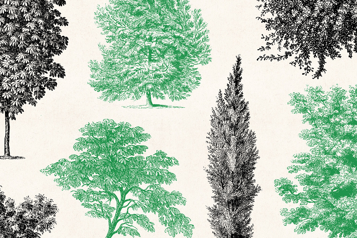 Trees - Vintage Illustrations Set, an Illustration by Graphic Goods (Photo 2 of 10)
