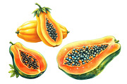 Watercolor Papaya Fruit Clipart, an Illustration by Designworld (Thumbnail 5 of 6)