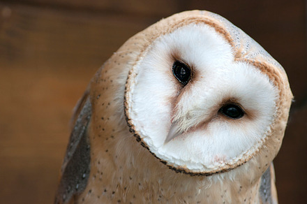 Close up portrait of a barn owl