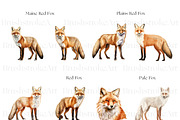 Fox Illustration Clipart, Arctic Fox, an Animal Illustration by BrushstrokeArtGB (Thumbnail 5 of 9)