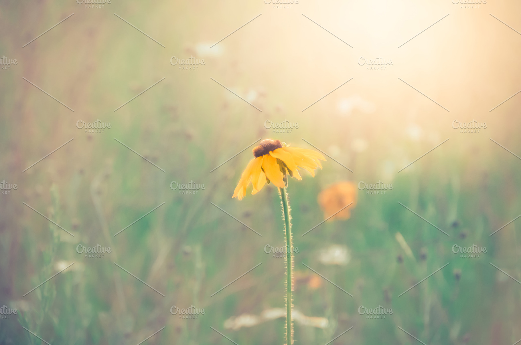 Black Eyed Susan in Hazy Field, a Nature Photo by Vanilla Extinction