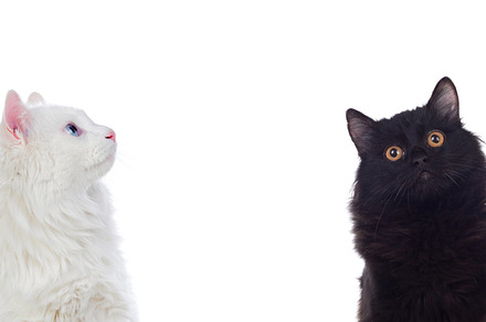 Black and white persian cats with br containing feline, cat, and luck, an Animal Photo by José Manuel Gelpi