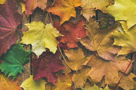 Flatlay of colorful fallen maple stock photo containing autumn and fall, an Abstract Photo by Foxys