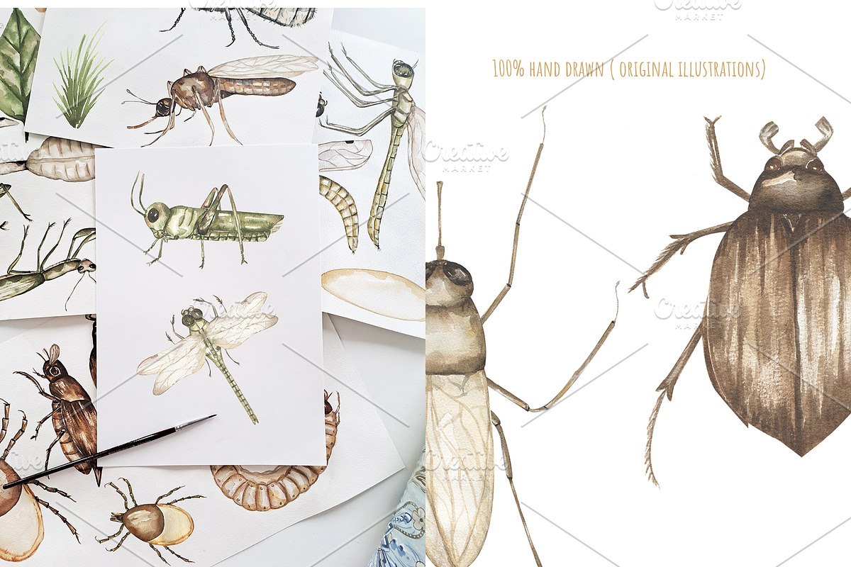 Watercolor Insects Life Cycle, an Education Illustration by MayaNavits (Photo 3 of 18)