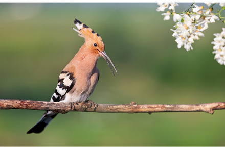 hoopoe beautiful wild bird among a, an Animal Photo by Pakosta