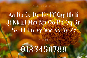 Marigold - Classy Serif Font