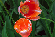 Spring Flower Garden Photo Bundle, a Nature Photo by Silent Nature (Thumbnail 5 of 6)