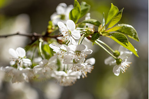 Blooming White Cherry Tree Branches