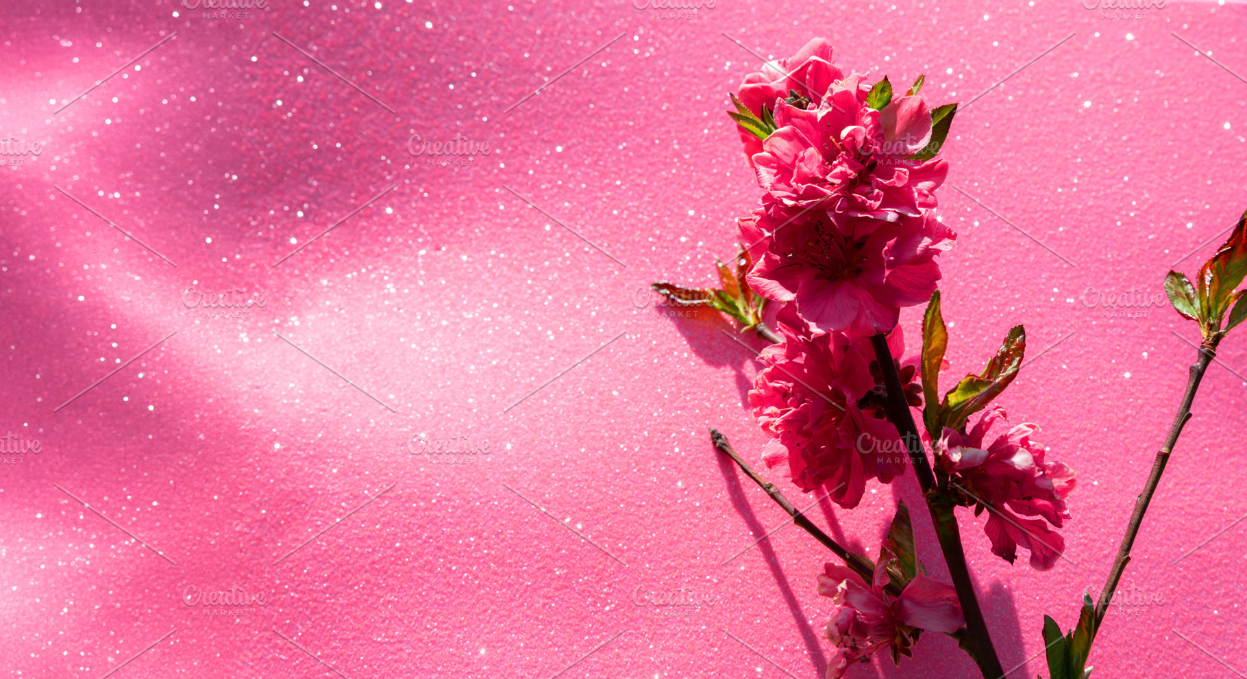 Vibrant pink cherry blossoms on branches set against a sparklin, a Nature Photo by Ales Munt
