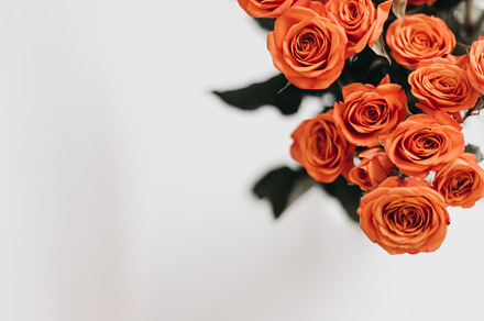 Tangerine Rose Styled Stock 018