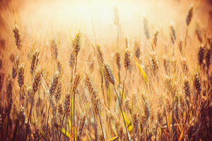 Cereal field in sunset, close up 