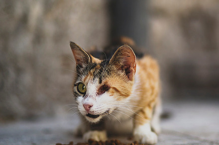Cat with one eye stock photo containing travel and explore