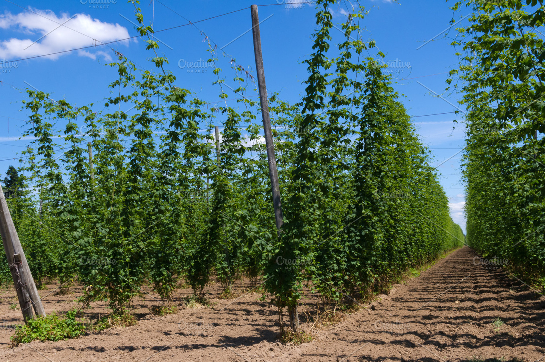 Hop plants on trellis stock photo containing hop and hops