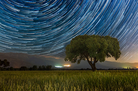 Star Trails Tree Featuring Star Trails And Tree preview 6