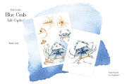 Watercolor Blue Crab Life Cycle Set, an Education Illustration by MayaNavits (Thumbnail 8 of 8)